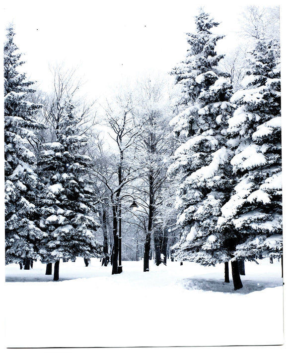 LED Lighted Canvas Wall Art, Home Decor Light up Picture with Timer,  WINTER FOREST SCENE